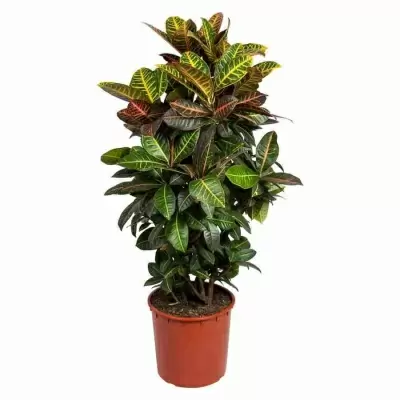 Кодиеум Петра разветвленный