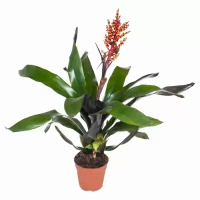 Эхмея Элегант красная