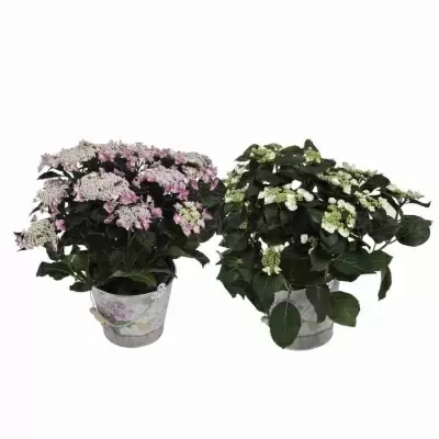 Гортензия мелкопильчатая Берд 