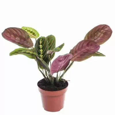 Маранта Фасцинатор Триколор