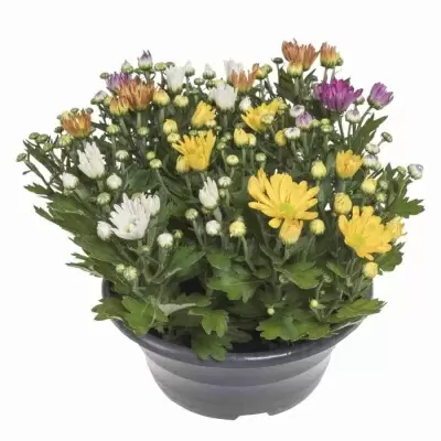 Хризантема Карнавал