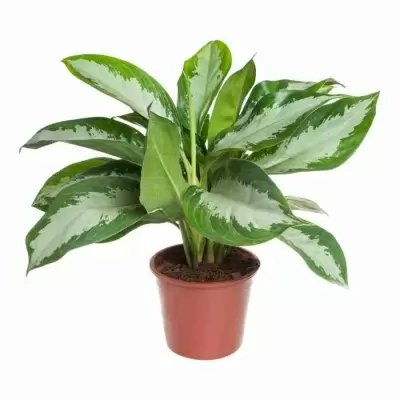 Аглаонема Паттая Бьюти