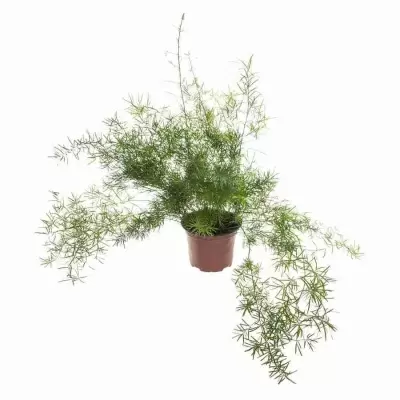 Аспарагус Шпренгера