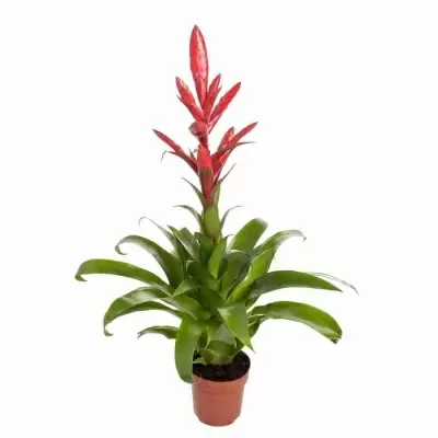 Вриезия Интенсо красная