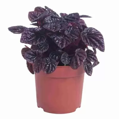 Пеперомия Каперата Шуми Красная