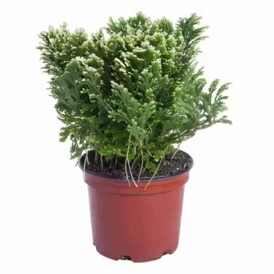 Селагинелла мартенси Марион