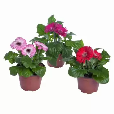 Гербера Дурора 