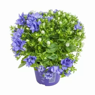 Кампанула изофилла Наполи