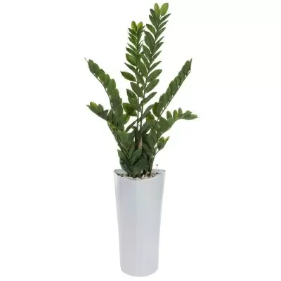 Растение искусственное Замиокулькас в горшке Crater Silk