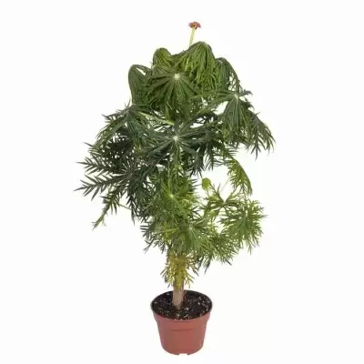 Ятрофа Мультифида Ятрофа Мультифида