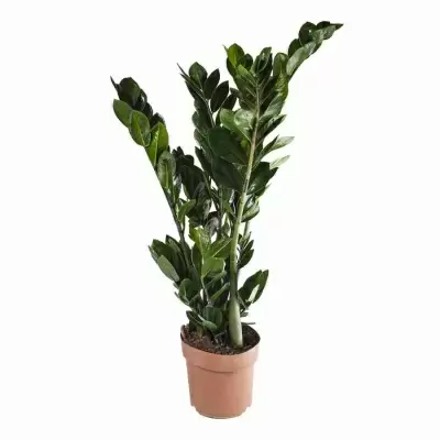 Замиокулькас Замиокулькас