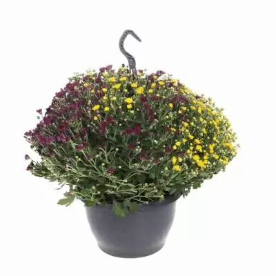 Хризантема шар карнавал ампельная