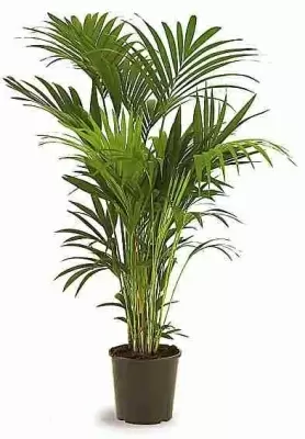 Ховея Форстера (Кентия) Ховея Форстера (Кентия)