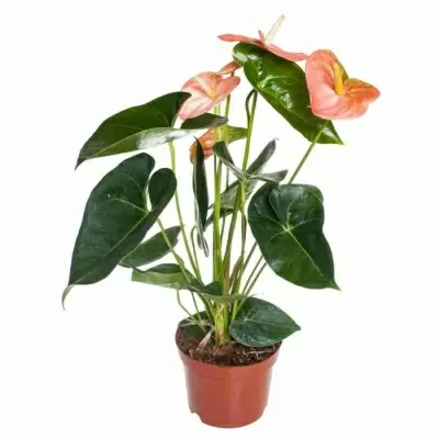 Антуриум андрианум Дивоут Антуриум андрианум Дивоут