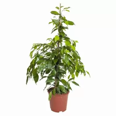 Фикус бенджамина Экзотика 