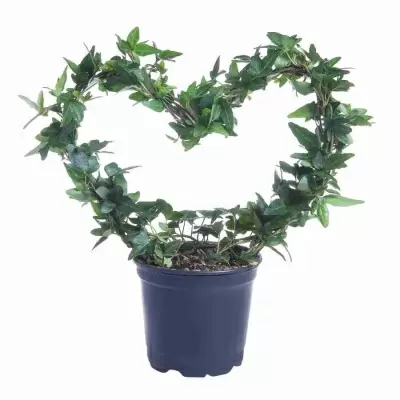 Хедера хеликс Грин обод