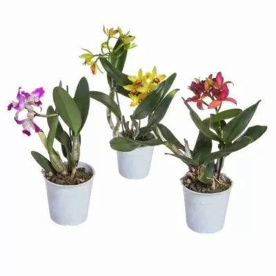 Каттлея  2 ст