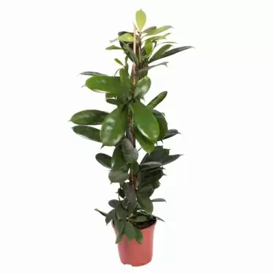 Фикус Циатистипула