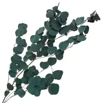 Эвкалипт стабилизированный