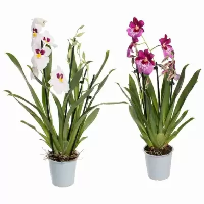 Мильтония Микс 3 ст