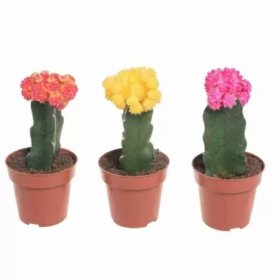 Гимнокалициум Микс