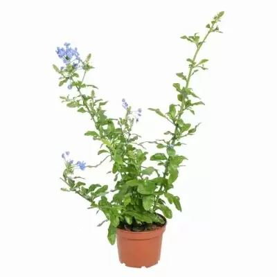 Плюмбаго ушковидное Плюмбаго ушковидное