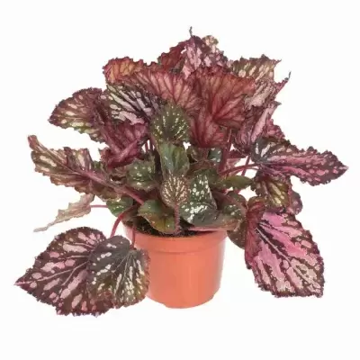 Бегония рекс Каракас