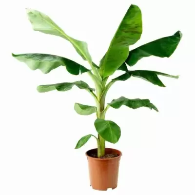 Банановая пальма (Муса)