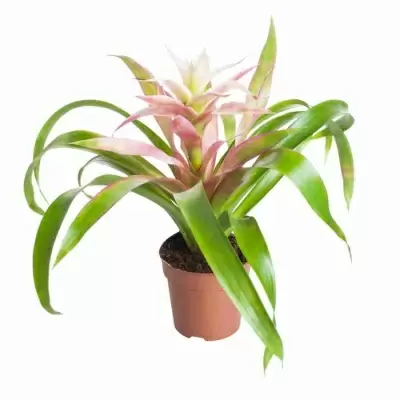 Гузмания Флоренс