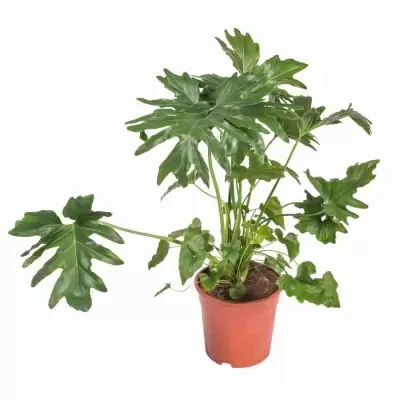 Филодендрон Селлоу Кум Лауд Филодендрон Селлоу Кум Лауд