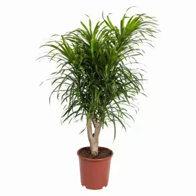 Драцена рефлекса Анита разветвленная