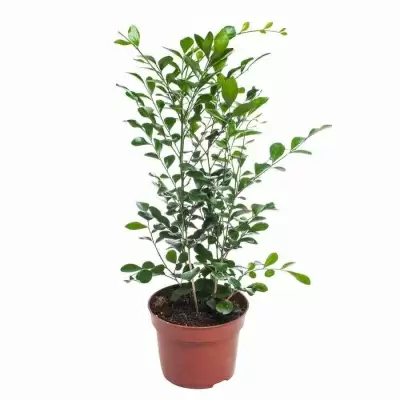 Муррайя Паникулята Муррайя Паникулята