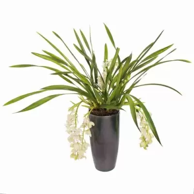 Цимбидиум Айс Каскад 