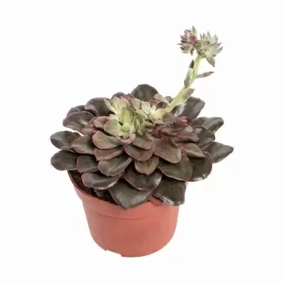 Эхеверия Ред Принцесс