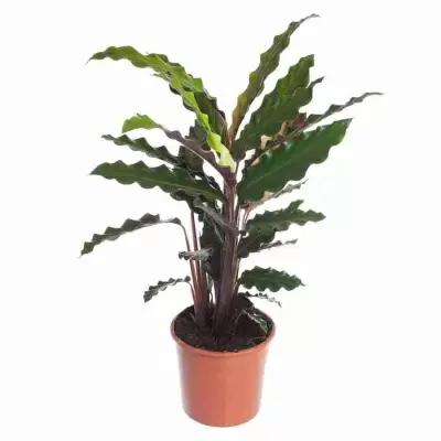 Калатея руфибарба Вейвстар