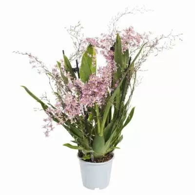 Онцидиум птицеклювый 4 ст