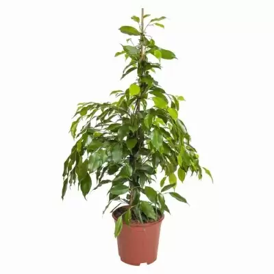 Фикус бенджамина Экзотика 