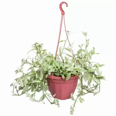 Традесканция Микс ампельная  Традесканция Микс ампельная