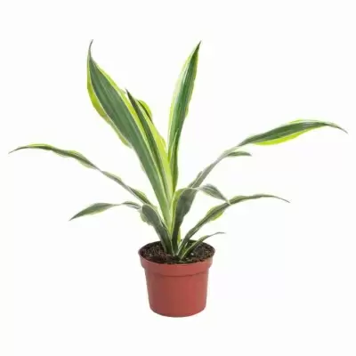 Драцена фрагранс Лемон Лайм