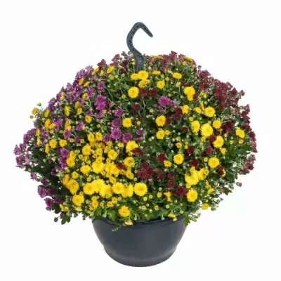 Хризантема шар карнавал ампельная