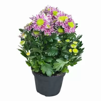 Хризантема Саба