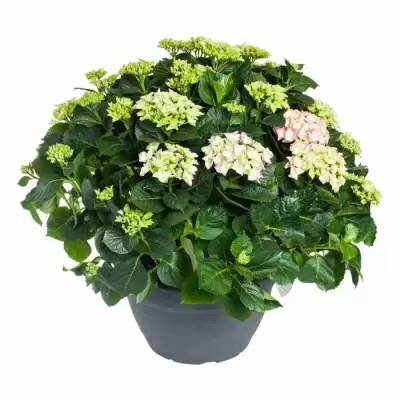 Гортензия Big Smile розовая Гортензия Big Smile розовая