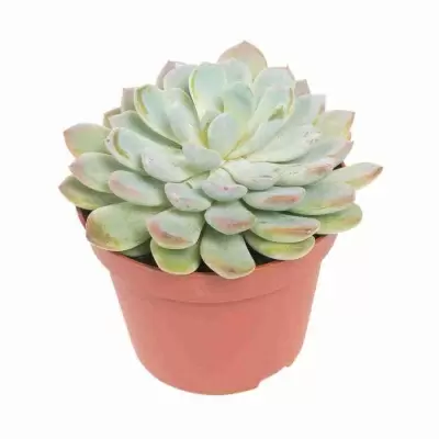 Эхеверия Лау