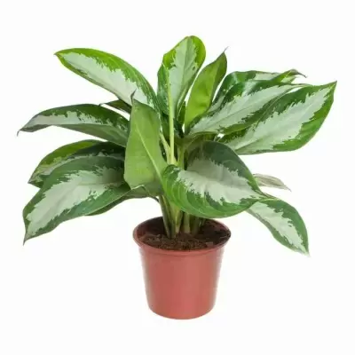 Аглаонема Паттая Бьюти