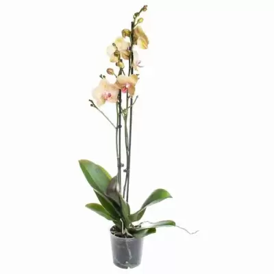 Фаленопсис Равелло 