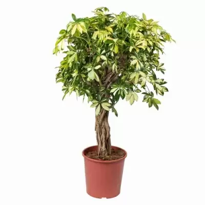 Шеффлера Тринитти переплетенная