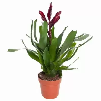 Вриезия Альбертина