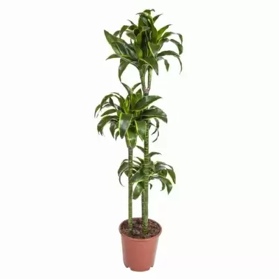 Драцена фрагранс Голден Кост 3 ст