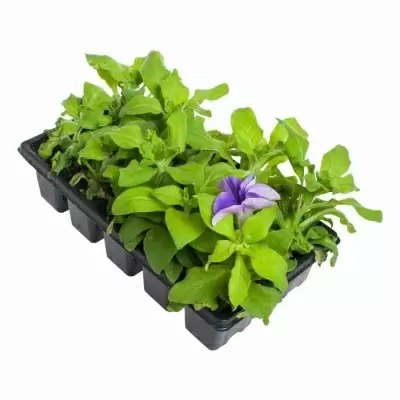 Петуния грандифлора Петуния грандифлора