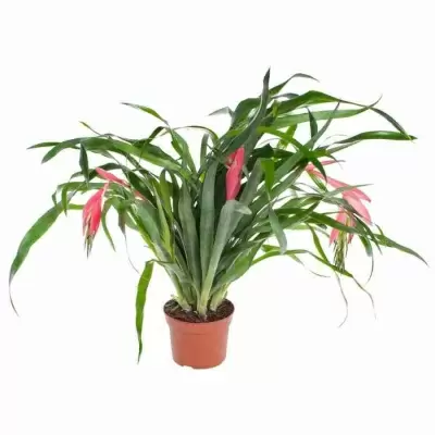 Бильбергия Винди